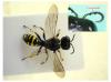 Ectemnius lapidarius
